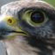 FALCONKING