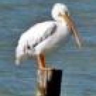 Pelican