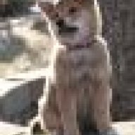 Hachiko