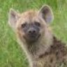 Hyena