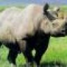 Rhinoceros