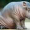Hippopotamus