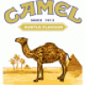 Camel