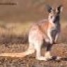 Wallaroo