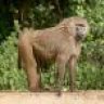 Baboon