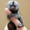 Marmoset