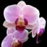 Orchid