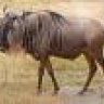 Wildebeest