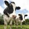 Cattle