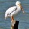 Pelican