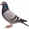 Pigeon