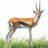 Gazelle