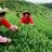 Fujian