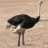 Ostrich
