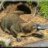 Platypus