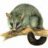 Possum