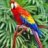 Parrot