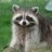 Raccoon