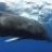 Whale
