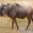 Wildebeest