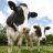 Cattle