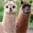 Llama