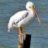 Pelican