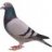 Pigeon